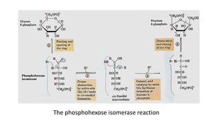 The phosphohexose isomerase reaction
 
