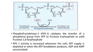 • Phosphofructokinase-1 (PFK-1) catalyzes the transfer of a
phosphoryl group from ATP to fructose 6-phosphate to yield
fructose 1,6-bisphosphate
• PFK 1 activity is increased whenever the cells ATP supply is
depleted or when the ATP breakdown products, ADP and AMP
accumulated
 