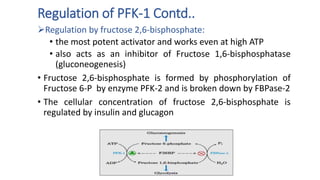 Regulation of PFK-1 Contd..
Regulation by fructose 2,6-bisphosphate:
• the most potent activator and works even at high ATP
• also acts as an inhibitor of Fructose 1,6-bisphosphatase
(gluconeogenesis)
• Fructose 2,6-bisphosphate is formed by phosphorylation of
Fructose 6-P by enzyme PFK-2 and is broken down by FBPase-2
• The cellular concentration of fructose 2,6-bisphosphate is
regulated by insulin and glucagon
 