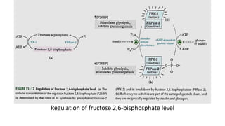 Regulation of fructose 2,6-bisphosphate level
 