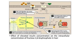 • Effect of elevated insulin concentration on the intracellular
concentration of fructose 2,6-bisphosphate in liver
 
