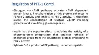 • Glucagon, via cAMP pathway, activates cAMP dependent
protein kinase. Phosphorylation of this protein enhances its
FBPase-2 activity and inhibits its PFK-2 activity. It, therefore,
lowers the concentration of fructose 2,6-BP inhibiting
glycolysis and stimulating gluconeogenesis
• Insulin has the opposite effect, stimulating the activity of a
phosphoprotein phosphatase that catalyzes removal of
phosphate group from the bifunctional protein, enhancing its
PFK-2 activity
• Xylulose 5-P, a product of PP pathway, is another regulator
Regulation of PFK-1 Contd..
 