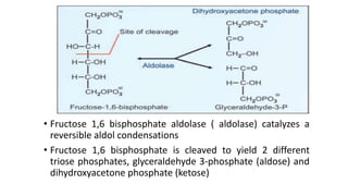 • Fructose 1,6 bisphosphate aldolase ( aldolase) catalyzes a
reversible aldol condensations
• Fructose 1,6 bisphosphate is cleaved to yield 2 different
triose phosphates, glyceraldehyde 3-phosphate (aldose) and
dihydroxyacetone phosphate (ketose)
 
