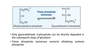 • Only glyceraldehyde 3-phosphate can be directly degraded in
the subsequent steps of glycolysis
• Triose phosphate isomerase converts dihydroxy acetone
phosphate
 