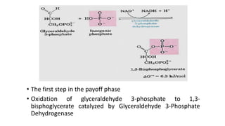 • The first step in the payoff phase
• Oxidation of glyceraldehyde 3-phosphate to 1,3-
bisphoglycerate catalyzed by Glyceraldehyde 3-Phosphate
Dehydrogenase
 