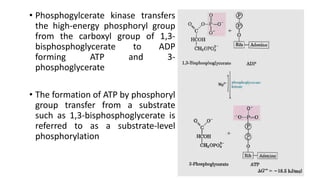 • Phosphogylcerate kinase transfers
the high-energy phosphoryl group
from the carboxyl group of 1,3-
bisphosphoglycerate to ADP
forming ATP and 3-
phosphoglycerate
• The formation of ATP by phosphoryl
group transfer from a substrate
such as 1,3-bisphosphoglycerate is
referred to as a substrate-level
phosphorylation
 