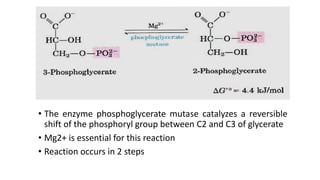• The enzyme phosphoglycerate mutase catalyzes a reversible
shift of the phosphoryl group between C2 and C3 of glycerate
• Mg2+ is essential for this reaction
• Reaction occurs in 2 steps
 