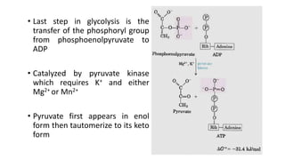 • Last step in glycolysis is the
transfer of the phosphoryl group
from phosphoenolpyruvate to
ADP
• Catalyzed by pyruvate kinase
which requires K+ and either
Mg2+ or Mn2+
• Pyruvate first appears in enol
form then tautomerize to its keto
form
 