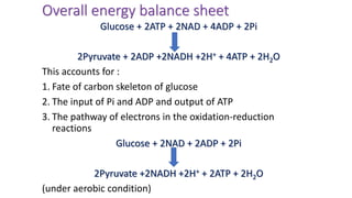 Overall energy balance sheet
Glucose + 2ATP + 2NAD + 4ADP + 2Pi
2Pyruvate + 2ADP +2NADH +2H+ + 4ATP + 2H2O
This accounts for :
1. Fate of carbon skeleton of glucose
2. The input of Pi and ADP and output of ATP
3. The pathway of electrons in the oxidation-reduction
reactions
Glucose + 2NAD + 2ADP + 2Pi
2Pyruvate +2NADH +2H+ + 2ATP + 2H2O
(under aerobic condition)
 