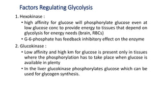 Factors Regulating Glycolysis
1. Hexokinase :
• high affinity for glucose will phosphorylate glucose even at
low glucose conc to provide energy to tissues that depend on
glycolysis for energy needs (brain, RBCs)
• G-6-phosphate has feedback inhibitory effect on the enzyme
2. Glucokinase :
• Low affinity and high km for glucose is present only in tissues
where the phosphorylation has to take place when glucose is
available in plenty
• In the liver glucokinase phosphorylates glucose which can be
used for glycogen synthesis.
 