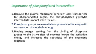 Importance of phosphorylated intermediate
1. Because the plasma membrane generally lacks transporters
for phosphorylated sugars, the phosphorylated glycolytic
intermediates cannot leave the cell.
2. Phosphoryl groups are essential components in the enzymatic
conservation of metabolic energy
3. Binding energy resulting from the binding of phosphate
groups to the active sites of enzymes lowers the activation
energy and increases the specificity of the enzymatic
reactions
 