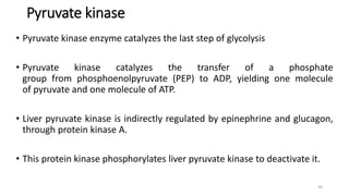 Pyruvate kinase
• Pyruvate kinase enzyme catalyzes the last step of glycolysis
• Pyruvate kinase catalyzes the transfer of a phosphate
group from phosphoenolpyruvate (PEP) to ADP, yielding one molecule
of pyruvate and one molecule of ATP.
• Liver pyruvate kinase is indirectly regulated by epinephrine and glucagon,
through protein kinase A.
• This protein kinase phosphorylates liver pyruvate kinase to deactivate it.
56
 