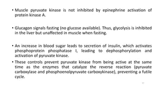 • Muscle pyruvate kinase is not inhibited by epinephrine activation of
protein kinase A.
• Glucagon signals fasting (no glucose available). Thus, glycolysis is inhibited
in the liver but unaffected in muscle when fasting.
• An increase in blood sugar leads to secretion of insulin, which activates
phosphoprotein phosphatase I, leading to dephosphorylation and
activation of pyruvate kinase.
• These controls prevent pyruvate kinase from being active at the same
time as the enzymes that catalyze the reverse reaction (pyruvate
carboxylase and phosphoenolpyruvate carboxykinase), preventing a futile
cycle.
57
 