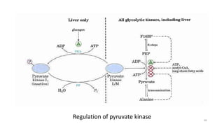 Regulation of pyruvate kinase 60
 