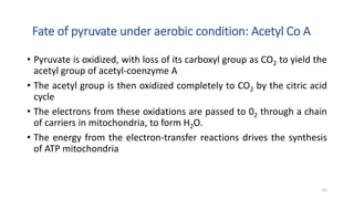 • Pyruvate is oxidized, with loss of its carboxyl group as CO2 to yield the
acetyl group of acetyl-coenzyme A
• The acetyl group is then oxidized completely to CO2 by the citric acid
cycle
• The electrons from these oxidations are passed to 02 through a chain
of carriers in mitochondria, to form H2O.
• The energy from the electron-transfer reactions drives the synthesis
of ATP mitochondria
Fate of pyruvate under aerobic condition: Acetyl Co A
62
 