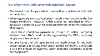 • The second route for pyruvate is its reduction to lactate via lactic acid
fermentation.
• When vigorously contracting skeletal muscle must function under low
oxygen conditions (hypoxia), NADH cannot be reoxidized to NAD+,
but NAD+ is required as an electron acceptor for the further oxidation
of pyruvate.
• Under these conditions pyruvate is reduced to lactate, accepting
electrons from NADH and thereby regenerating the NAD+ necessary
for glycolysis to continue.
• Certaint issues and cell types (retina and erythrocytes, for example)
convert glucose to lactate even under aerobic conditions, and lactate
is also the product of glycolysis under anaerobic conditions in some
microorganisms
Fate of pyruvate under anaerobic condition: Lactate
63
 