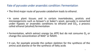 • The third major route of pyruvate catabolism leads to ethanol.
• In some plant tissues and in certain invertebrates, protists and
microorganisms such as brewer’s or baker's yeast, pyruvate is converted
under hypoxic or anaerobic conditions to ethanol and CO2, a process
called ethanol (alcohol) fermentation
• Fermentation, which extract energy (as ATP) but do not consume O2 or
change the concentration of NAD+ or NADH.
• It can, for example provide the carbon skeleton for the synthesis of the
amino acid alanine or for the synthesis of fatty acids
Fate of pyruvate under anaerobic condition: Fermentation
65
 