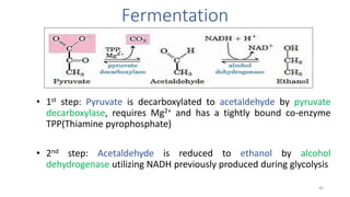 Fermentation
• 1st step: Pyruvate is decarboxylated to acetaldehyde by pyruvate
decarboxylase, requires Mg2+ and has a tightly bound co-enzyme
TPP(Thiamine pyrophosphate)
• 2nd step: Acetaldehyde is reduced to ethanol by alcohol
dehydrogenase utilizing NADH previously produced during glycolysis
66
 