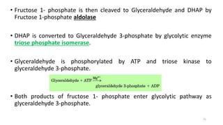 • Fructose 1- phosphate is then cleaved to Glyceraldehyde and DHAP by
Fructose 1-phosphate aldolase
• DHAP is converted to Glyceraldehyde 3-phosphate by glycolytic enzyme
triose phosphate isomerase.
• Glyceraldehyde is phosphorylated by ATP and triose kinase to
glyceraldehyde 3-phosphate.
• Both products of fructose 1- phosphate enter glycolytic pathway as
glyceraldehyde 3-phosphate.
75
 
