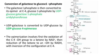 Conversion of galactose to glucose1 –phosphate
• The galactose l-phosphate is then converted to
its epimer at C-4, glucose 1-phosphate by UDP-
glucose:galactose 1-phosphate
uridylytransferase
• UDP-galactose is converted to UDP-glucose by
UDP-glucose 4-epimerase
• The epimerization involves first the oxidation of
the C-4 -OH group to a ketone by NAD+, then
reduction of the ketone to an –OH by NADH,
with inversion of the configuration at C-4.
77
 