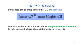 ENTRY OF MANNOSE
• D-Mannose can be phosphorylated at C-6 by hexokinase
• Mannose 6-phosphate is isomerized by phosphomannose isomerase
to yield fructose 6-phosphate, an intermediate of glycolysis.
78
 