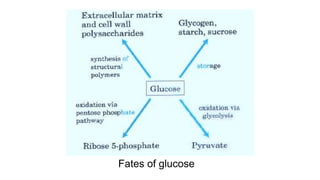 Fates of glucose
 