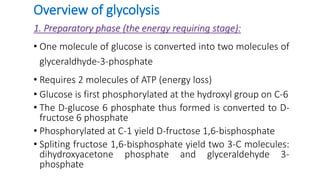 Overview of glycolysis
1. Preparatory phase (the energy requiring stage):
• One molecule of glucose is converted into two molecules of
glyceraldhyde-3-phosphate
• Requires 2 molecules of ATP (energy loss)
• Glucose is first phosphorylated at the hydroxyl group on C-6
• The D-glucose 6 phosphate thus formed is converted to D-
fructose 6 phosphate
• Phosphorylated at C-1 yield D-fructose 1,6-bisphosphate
• Spliting fructose 1,6-bisphosphate yield two 3-C molecules:
dihydroxyacetone phosphate and glyceraldehyde 3-
phosphate
 