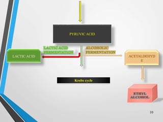 PYRUVIC ACID
LACTIC ACID ACETALDEHYD
E
Krebs cycle
10
 