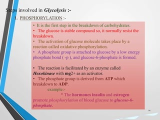 Steps involved in Glycolysis :-
• It is the first step in the breakdown of carbohydrates.
• The glucose is stable compound so, it normally resist the
breakdown.
• The activation of glucose molecule takes place by a
reaction called oxidative phosphorylation.
• A phosphate group is attached to glucose by a low energy
phosphate bond ( -p ), and glucose-6-phosphate is formed.
• The reaction is facilitated by an enzyme called
Hexokinase with mg2+ as an activator.
• The phosphate group is derived from ATP which
breakdown to ADP.
example:-
* The hormones insulin and estrogen
promote phosphorylation of blood glucose to glucose-6-
phosphate.
11
 