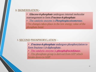 2. ISOMERISATION:-
• Glucose-6-phosphate undergoes internal molecular
rearrangement to form Fructose-6-phosphate.
• The catalytic enzyme is Phosphoglucoisomerase.
• No changes takes place in the low energy value of the
phosphate bond.
3. SECOND PHOSPHORYLATION :-
• Fructose-6-phosphate undergoes phosphorylation to
form fructose-1,6-diphosphate.
• The catalytic enzyme is phosphofructokinase.
• The phosphate group is derived from ATP which
breaks down to ADP.
12
 