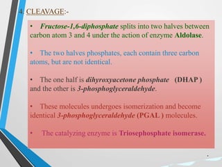 4. CLEAVAGE:-
• Fructose-1,6-diphosphate splits into two halves between
carbon atom 3 and 4 under the action of enzyme Aldolase.
• The two halves phosphates, each contain three carbon
atoms, but are not identical.
• The one half is dihyroxyacetone phosphate (DHAP )
and the other is 3-phosphoglyceraldehyde.
• These molecules undergoes isomerization and become
identical 3-phosphoglyceraldehyde (PGAL ) molecules.
• The catalyzing enzyme is Triosephosphate isomerase.
.
 