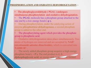 5. PHOSPHORYLATION AND OXIDATIVE DEHYDROGENATION :-
• The phosphoglyceraldehyde ( PGAL ) undergoes
simultaneous phosphorylation and oxidative dehydrogenation.
• The PGAL molecule has a phosphate group attached to the
one end by a low energy bond ( -p ).
• During phosphorylation, under the catalyzing action of
enzyme phosphotriose dehydrogenase, a second phosphate
group is added to the other end.
• The phosphorylating agent which provides the phosphate
group is phosphoric acid.
• Oxidative dehydrogenation takes place simultaneously. Two
atoms of hydrogen are removed and are accepted by NAD+
(nicotinamide adenine dinucleotide), which is converted into
NADH+H+ .
• The newly added phosphate group acquires a high energy
phosphate bond ( ~ P ). The end product is 1, 3-
diphosphoglyceric acid, an energy rich compound is formed. .
 