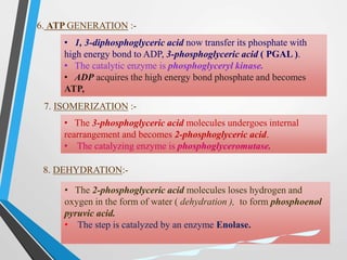 6. ATP GENERATION :-
• 1, 3-diphosphoglyceric acid now transfer its phosphate with
high energy bond to ADP, 3-phosphoglyceric acid ( PGAL ).
• The catalytic enzyme is phosphoglyceryl kinase.
• ADP acquires the high energy bond phosphate and becomes
ATP,
7. ISOMERIZATION :-
• The 3-phosphoglyceric acid molecules undergoes internal
rearrangement and becomes 2-phosphoglyceric acid.
• The catalyzing enzyme is phosphoglyceromutase.
8. DEHYDRATION:-
• The 2-phosphoglyceric acid molecules loses hydrogen and
oxygen in the form of water ( dehydration ), to form phosphoenol
pyruvic acid.
• The step is catalyzed by an enzyme Enolase.
 