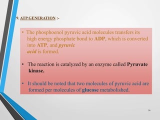 9. ATP GENERATION :-
• The phosphoenol pyruvic acid molecules transfers its
high energy phosphate bond to ADP, which is converted
into ATP, and pyruvic
acid is formed.
• The reaction is catalyzed by an enzyme called Pyruvate
kinase.
• It should be noted that two molecules of pyruvic acid are
formed per molecules of glucose metabolished.
16
 
