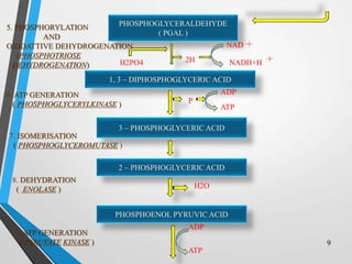 PHOSPHOGLYCERALDEHYDE
( PGAL )
1, 3 – DIPHOSPHOGLYCERIC ACID
3 – PHOSPHOGLYCERIC ACID
2 – PHOSPHOGLYCERIC ACID
PHOSPHOENOL PYRUVIC ACID
H2PO4 2H
NAD
NADH+H
P
ADP
ATP
H2O
ADP
ATP
5. PHOSPHORYLATION
AND
OXIDATTIVE DEHYDROGENATION
(PHOSPHOTRIOSE
DEHYDROGENATION)
6. ATP GENERATION
( PHOSPHOGLYCERYLKINASE )
7. ISOMERISATION
( PHOSPHOGLYCEROMUTASE )
8. DEHYDRATION
( ENOLASE )
9. ATP GENERATION
( PYRUVATE KINASE ) 9
 