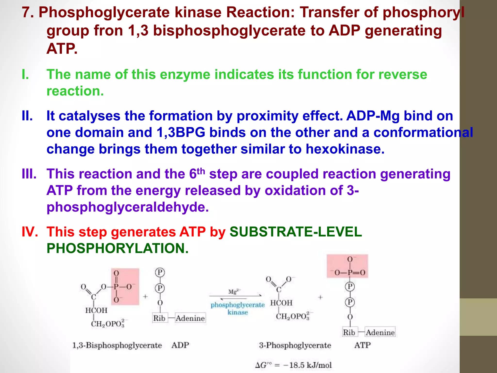 Glycolysis | PPT