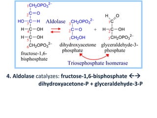 4. Aldolase catalyzes: fructose-1,6-bisphosphate 
dihydroxyacetone-P + glyceraldehyde-3-P
6
5
4
3
2
1CH2OPO3
2
C
C
C
C
CH2OPO3
2
O
HO H
H OH
H OH
3
2
1
CH2OPO3
2
C
CH2OH
O
C
C
CH2OPO3
2
H O
H OH+
1
2
3
fructose-1,6-
bisphosphate
Aldolase
dihydroxyacetone glyceraldehyde-3-
phosphate phosphate
Triosephosphate Isomerase
 