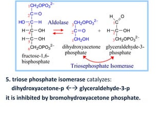 5. triose phosphate isomerase catalyzes:
dihydroxyacetone-p  glyceraldehyde-3-p
it is inhibited by bromohydroxyacetone phosphate.
6
5
4
3
2
1CH2OPO3
2
C
C
C
C
CH2OPO3
2
O
HO H
H OH
H OH
3
2
1
CH2OPO3
2
C
CH2OH
O
C
C
CH2OPO3
2
H O
H OH+
1
2
3
fructose-1,6-
bisphosphate
Aldolase
dihydroxyacetone glyceraldehyde-3-
phosphate phosphate
Triosephosphate Isomerase
 