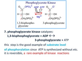 C
C
CH2OPO3
2
O OPO3
2
H OH
C
C
CH2OPO3
2
O O
H OH
ADP ATP
1
22
3 3
1
Mg2+
1,3-bisphospho- 3-phosphoglycerate
glycerate
Phosphoglycerate Kinase
7. phosphoglycerate kinase catalyzes:
1,3-bisphosphoglycerate + ADP 
3-phosphoglycerate + ATP
this step is the good example of substrate level
of phosphorylation since ATP is synthesized without etc.
it is reversible, a rare example of kinase reactions
 