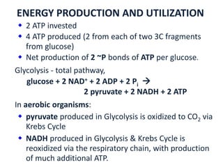ENERGY PRODUCTION AND UTILIZATION
 2 ATP invested
 4 ATP produced (2 from each of two 3C fragments
from glucose)
 Net production of 2 ~P bonds of ATP per glucose.
Glycolysis - total pathway,
glucose + 2 NAD+ + 2 ADP + 2 Pi 
2 pyruvate + 2 NADH + 2 ATP
In aerobic organisms:
 pyruvate produced in Glycolysis is oxidized to CO2 via
Krebs Cycle
 NADH produced in Glycolysis & Krebs Cycle is
reoxidized via the respiratory chain, with production
of much additional ATP.
 