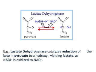 C
C
CH3
O
O
O
C
HC
CH3
O
OH
O
NADH + H+
NAD+
Lactate Dehydrogenase
pyruvate lactate
E.g., Lactate Dehydrogenase catalyzes reduction of the
keto in pyruvate to a hydroxyl, yielding lactate, as
NADH is oxidized to NAD+.
 