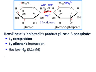 Hexokinase is inhibited by product glucose-6-phosphate:
 by competition
 by allosteric interaction
 Has low KM (0.1mM)
.
H O
OH
H
OHH
OH
CH2OH
H
OH
H H O
OH
H
OHH
OH
CH2OPO3
2
H
OH
H
23
4
5
6
1 1
6
5
4
3 2
ATP ADP
Mg2+
glucose glucose-6-phosphate
Hexokinase
 