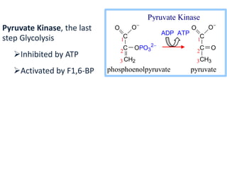 C
C
CH3
O O
O2
3
1
ADP ATP
C
C
CH2
O O
OPO3
2
2
3
1
phosphoenolpyruvate pyruvate
Pyruvate Kinase
Pyruvate Kinase, the last
step Glycolysis
Inhibited by ATP
Activated by F1,6-BP
 