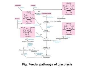 Fig: Feeder pathways of glycolysis
 