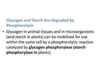 Glycogen and Starch Are Degraded by
Phosphorolysis
• Glycogen in animal tissues and in microorganisms
(and starch in plants) can be mobilized for use
within the same cell by a phosphorolytic reaction
catalyzed by glycogen phosphorylase (starch
phosphorylase in plants).
 