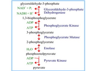 Glyceraldehyde-3-phosphate
Dehydrogenase
Phosphoglycerate Kinase
Enolase
Pyruvate Kinase
glyceraldehyde-3-phosphate
NAD+
+ Pi
NADH + H+
1,3-bisphosphoglycerate
ADP
ATP
3-phosphoglycerate
Phosphoglycerate Mutase
2-phosphoglycerate
H2O
phosphoenolpyruvate
ADP
ATP
pyruvate
 