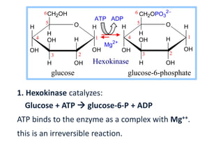 H O
OH
H
OHH
OH
CH2OH
H
OH
H H O
OH
H
OHH
OH
CH2OPO3
2
H
OH
H
23
4
5
6
1 1
6
5
4
3 2
ATP ADP
Mg2+
glucose glucose-6-phosphate
Hexokinase
1. Hexokinase catalyzes:
Glucose + ATP  glucose-6-P + ADP
ATP binds to the enzyme as a complex with Mg++.
this is an irreversible reaction.
 
