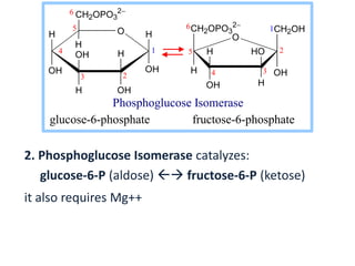 2. Phosphoglucose Isomerase catalyzes:
glucose-6-P (aldose)  fructose-6-P (ketose)
it also requires Mg++
H O
OH
H
OHH
OH
CH2OPO3
2
H
OH
H
1
6
5
4
3 2
CH2OPO3
2
OH
CH2OH
H
OH H
H HO
O
6
5
4 3
2
1
glucose-6-phosphate fructose-6-phosphate
Phosphoglucose Isomerase
 