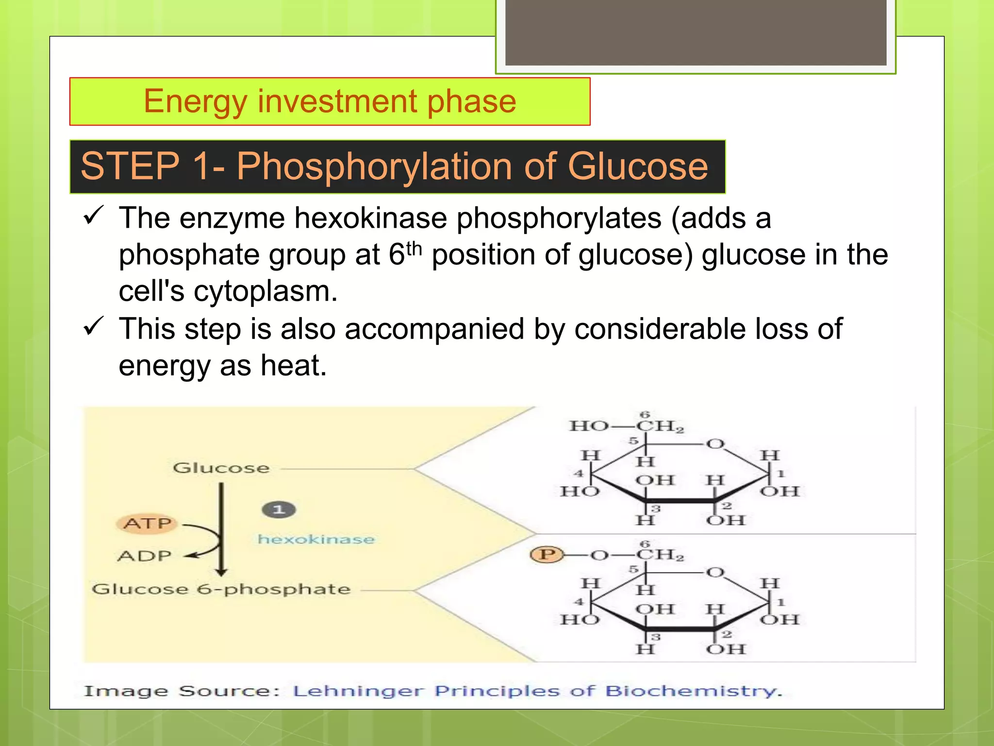Emp Path carbohydrate metabolism, Glycolysis, metabolic process of carbohydrates ...
