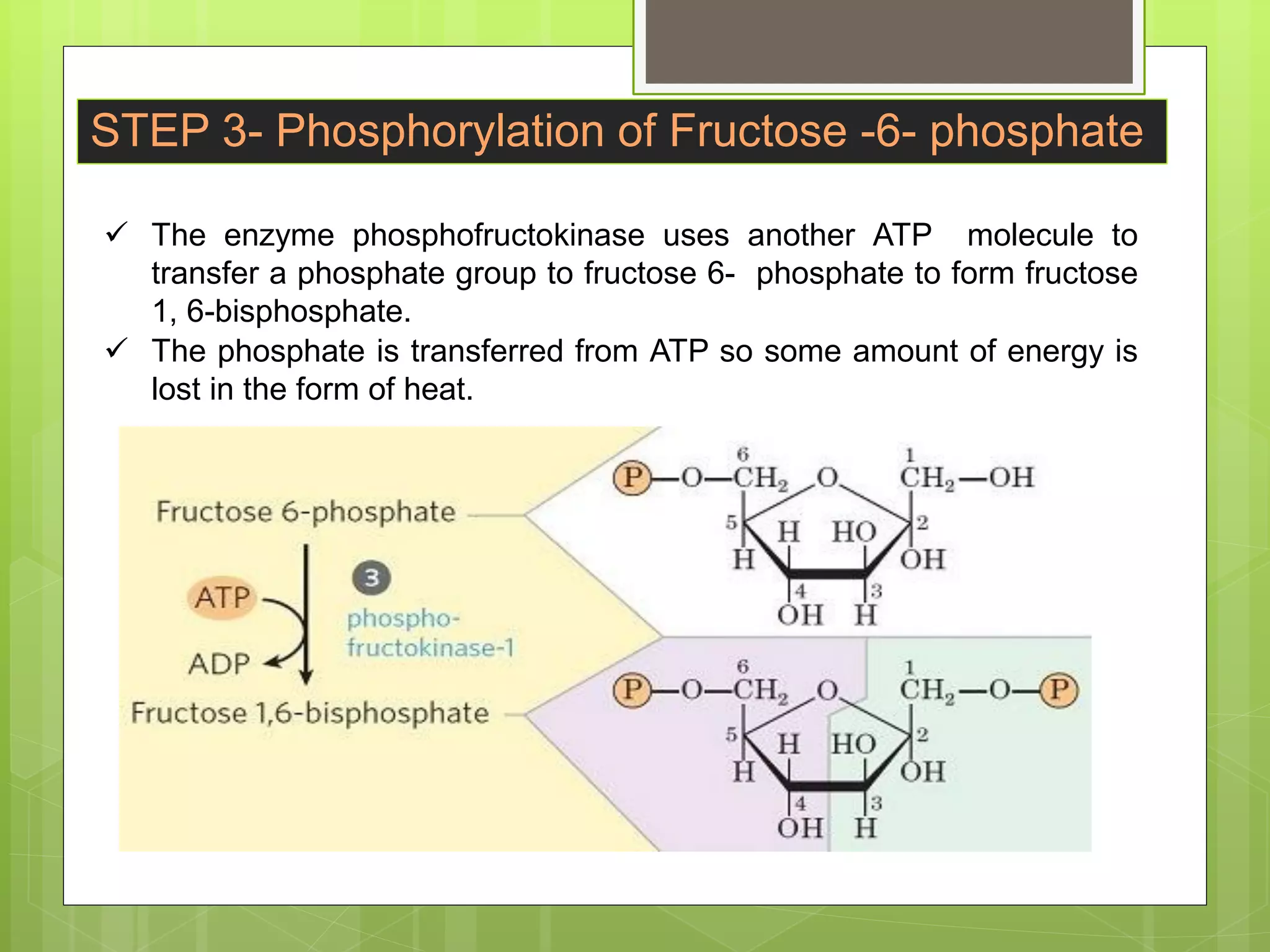 carbohydrate metabolism, Glycolysis, metabolic process of carbohydrates ...